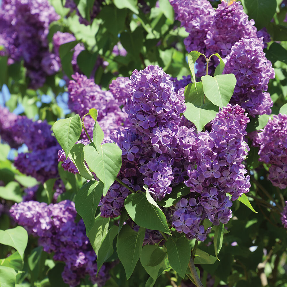 Spring Lilac